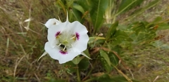 Calochortus eurycarpus