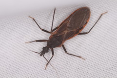 Triatoma rubida
