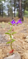 Scutellaria angustifolia