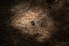 Anoplotrupes stercorosus