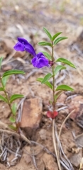 Scutellaria angustifolia