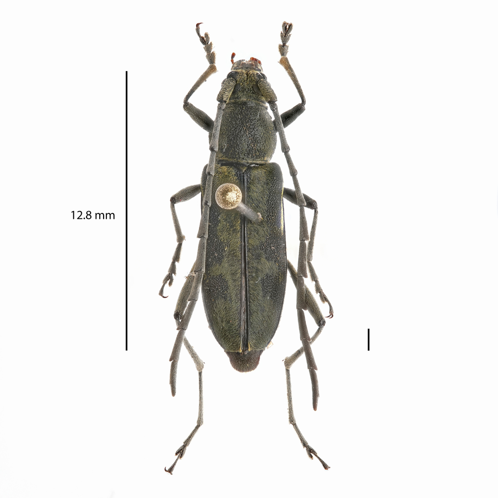 Prothema sinuosa