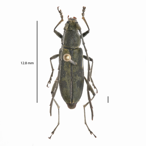 Prothema sinuosa