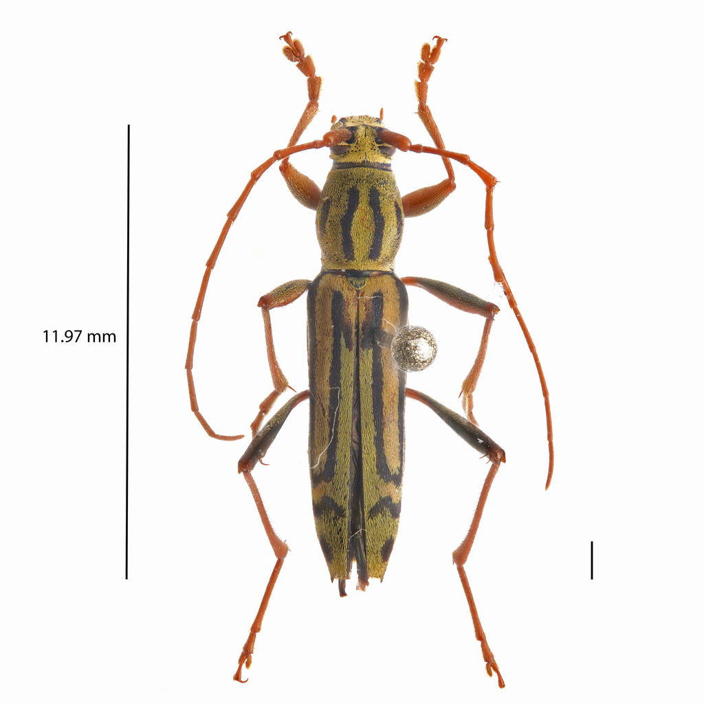 Rhaphuma horsfieldii