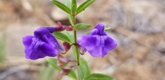 Scutellaria angustifolia