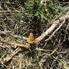Polygonia satyrus