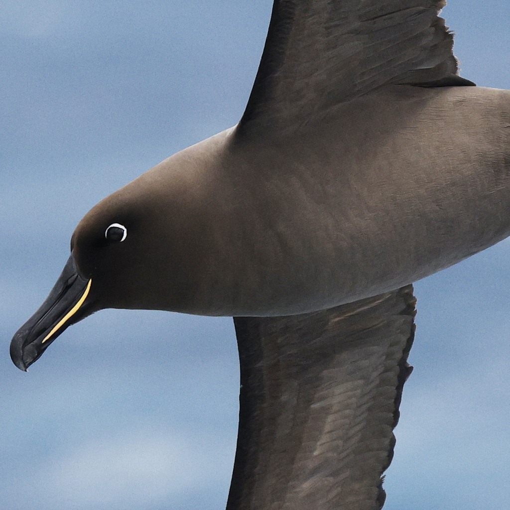 Sooty Albatross