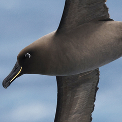 Sooty Albatross photo 1