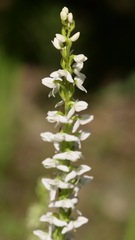 Platanthera dilatata albiflora