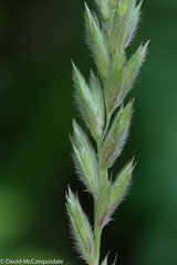 Leymus innovatus