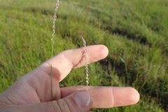 Polygala appendiculata