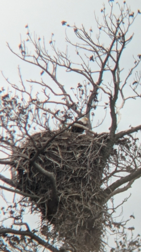 Bald Eagle photographed in Maryland