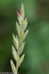 Leymus innovatus