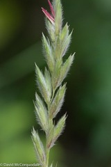 Leymus innovatus