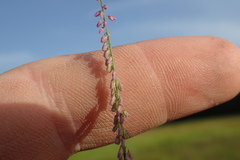 Polygala appendiculata