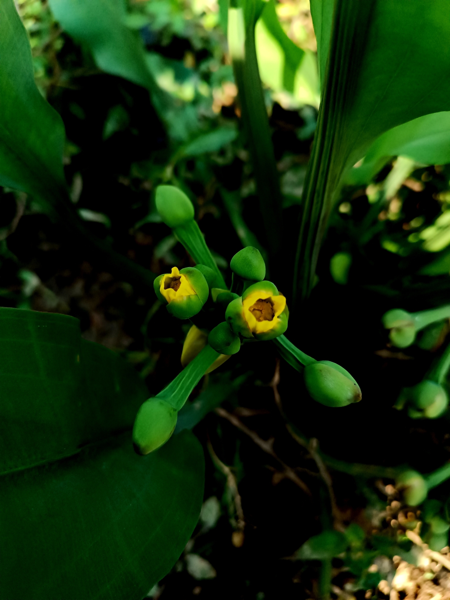 Limnocharis laforestii