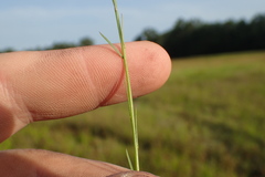 Polygala appendiculata