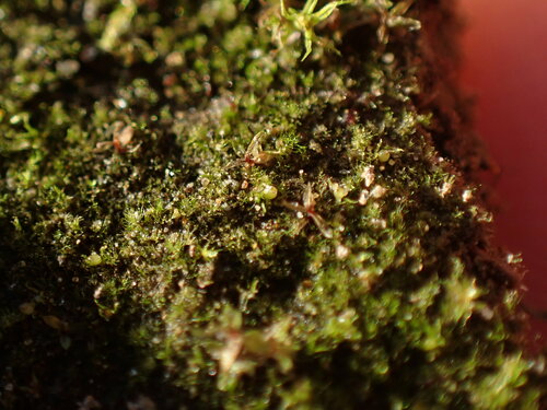 Image of Ephemerum spinulosum by no rights reserved