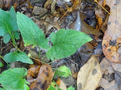 Image of Viola fimbriatula by no rights reserved