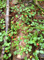 Nertera dichondrifolia