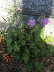 Geranium endressii