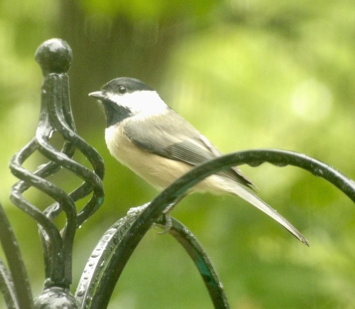 Carolina Chickadee photographed in Ohio
