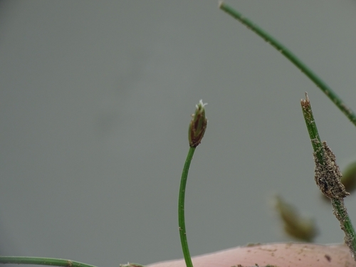 Image of Eleocharis intermedia by no rights reserved