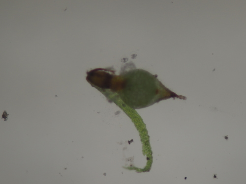 Image of Ephemerum spinulosum by no rights reserved