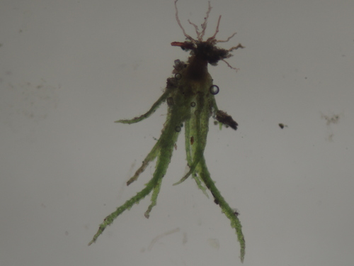 Image of Ephemerum spinulosum by no rights reserved