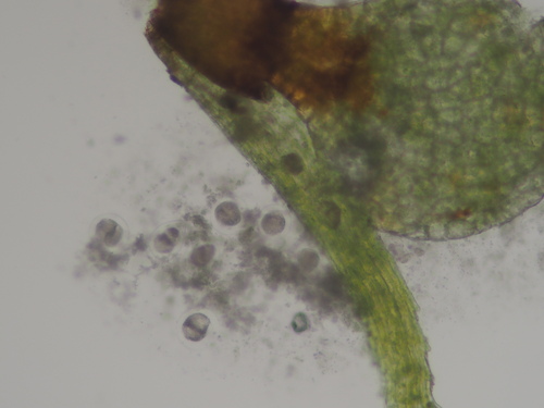 Image of Ephemerum spinulosum by no rights reserved