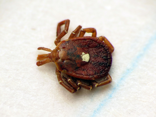 Lone Star Tick photographed in Delaware