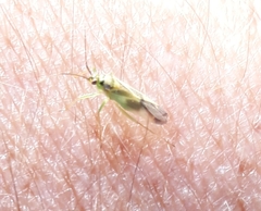 Orthotylinae