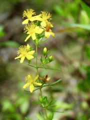 Hypericum galioides