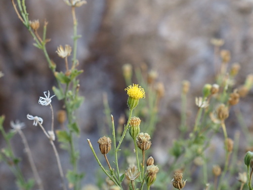 Image of Laphamia inyoensis by (c) glittergravel, some rights reserved (CC BY)