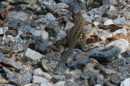 iNaturalist observation photo of Western Fence Lizard