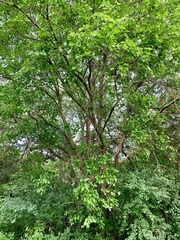 Morus alba