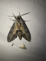 Sphinx franckii