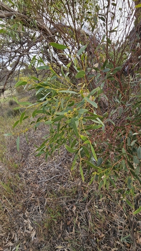 Image of Eucalyptus porosa by (c) Rosalie Lawrence, some rights reserved (CC BY)