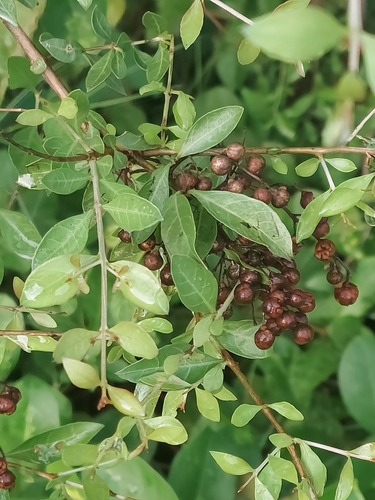 Image of Lawsonia inermis by (c) Raja Sekhar Chimirala, some rights reserved (CC BY)