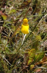 Calceolaria biflora
