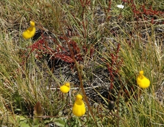 Calceolaria biflora