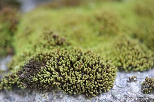 Grimmia torquata observed 2024-09-29