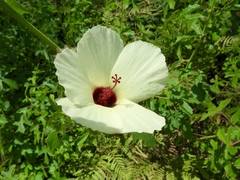 Hibiscus aculeatus
