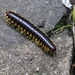 Yellow-and-black Flat Millipede - Photo (c) adinlee, some rights reserved (CC BY-NC)