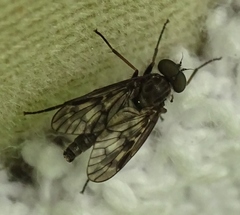 Rhagio plumbeus