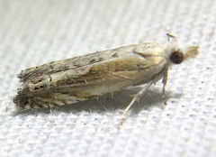 Eucosma kiscana