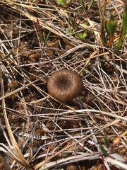 Arrhenia sphagnicola