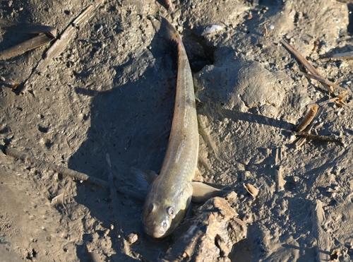 Javelin goby (Acanthogobius hasta) — Gobiidae — 2