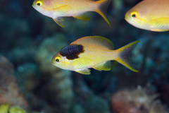 Threadfin Anthias