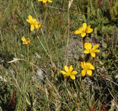 Sisyrinchium patagonicum